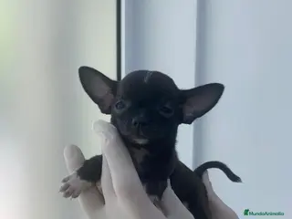 Chihuahua perros Chihuahua mini en Alicante - Anuncio 20