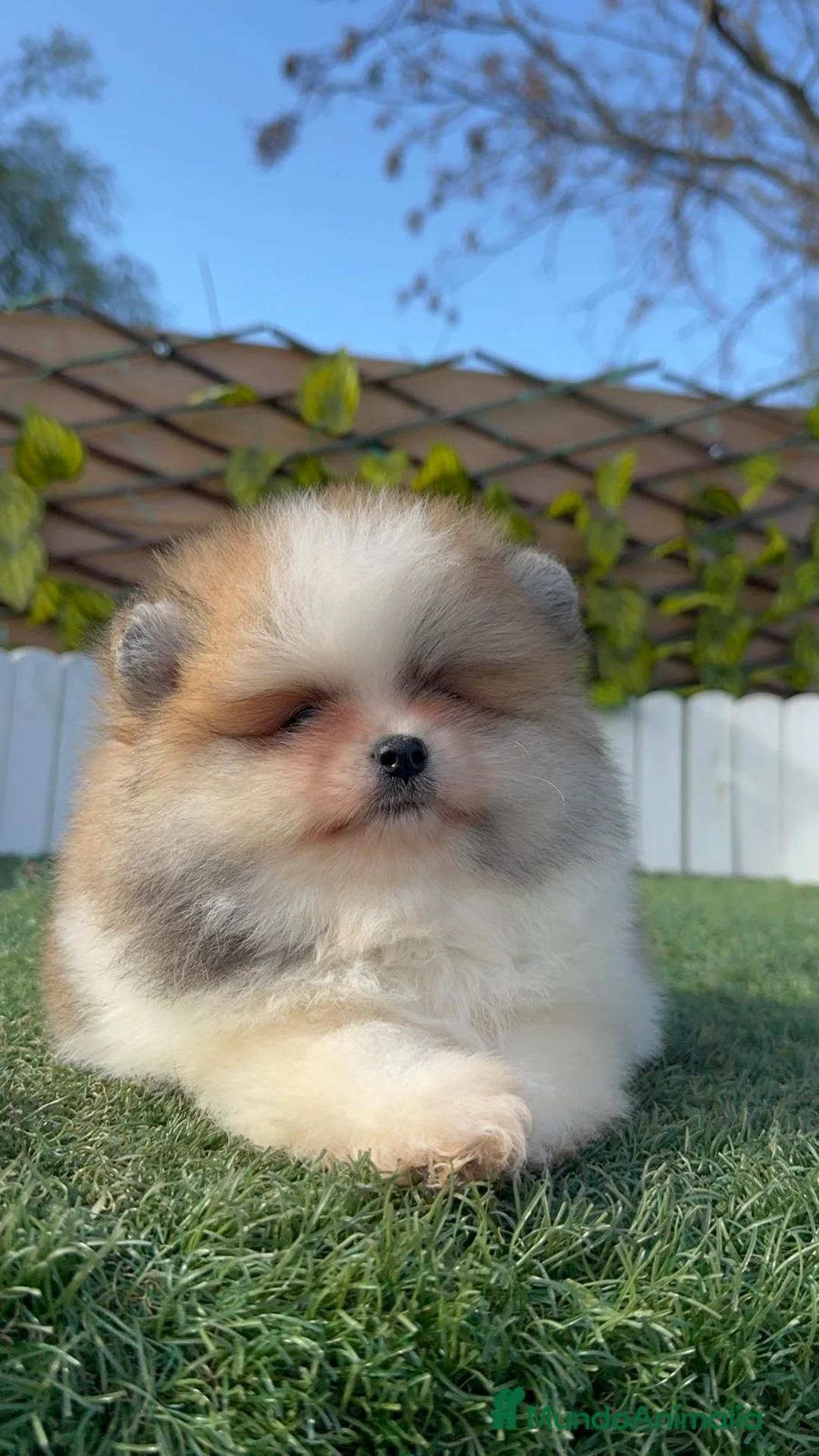 Pomerania perros en venta: POMERANIA - Anuncio 6