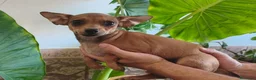 Chihuahua perros en venta: CHIHUAHUA Macho - Anuncio 3