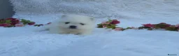 Pomerania perros en venta: PRECIOSO CACHORITO DE POMERANIA TOY  - Anuncio 7
