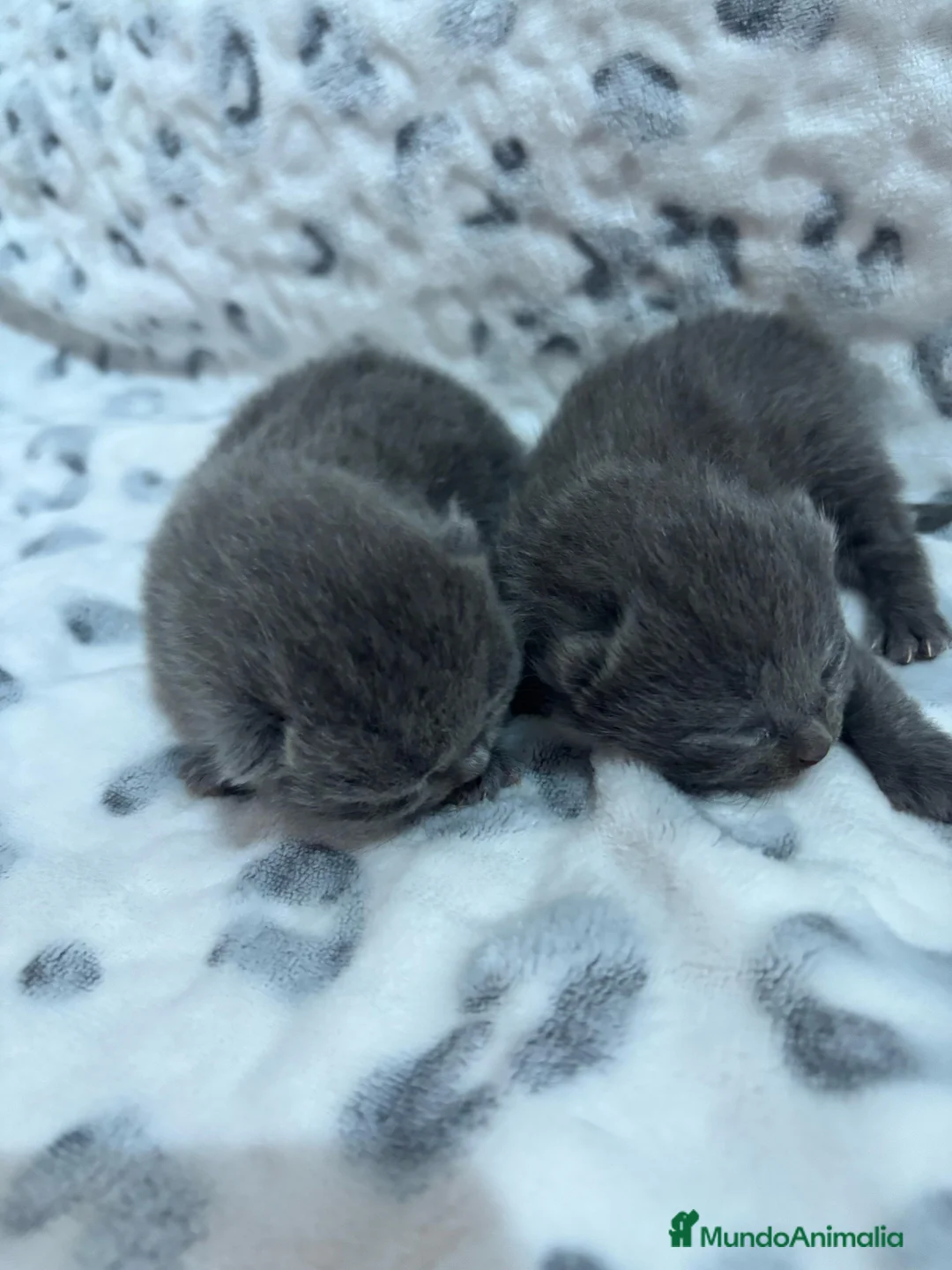 Británico de Pelo Corto Azul gatos en venta: Gatitos British en Barcelona - Anuncio 5