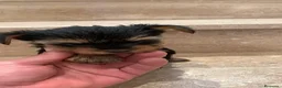 Yorkshire Terrier perros en venta: Yorksyre toy - Anuncio 3