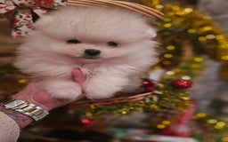 Pomerania perros en venta: CAMADA DE POMERANIA  - Imagen 2