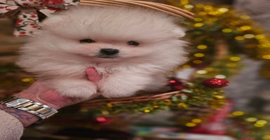 Pomerania perros - Anuncio 2