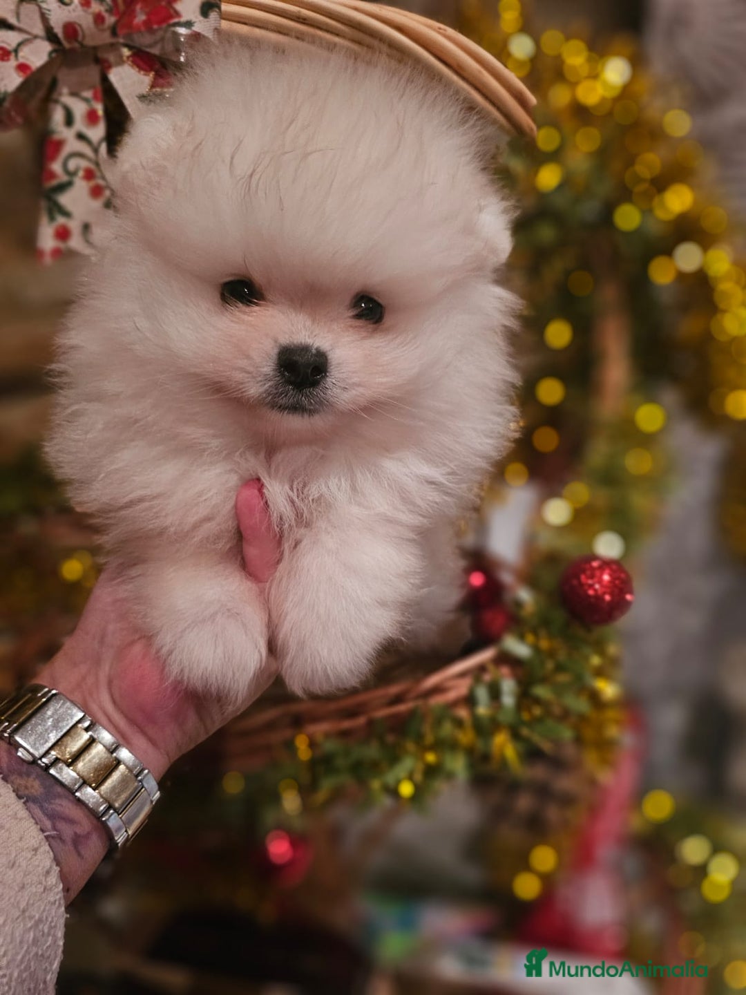 Pomerania perros en venta: CAMADA DE POMERANIA  - Imagen 2