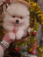 Pomerania perros - Anuncio 9