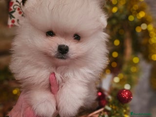 Pomerania perros CAMADA DE POMERANIA - Anuncio 1