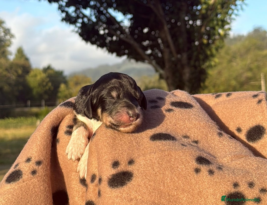 Saluki perros en venta: Camada de Salukis  - Imagen 8
