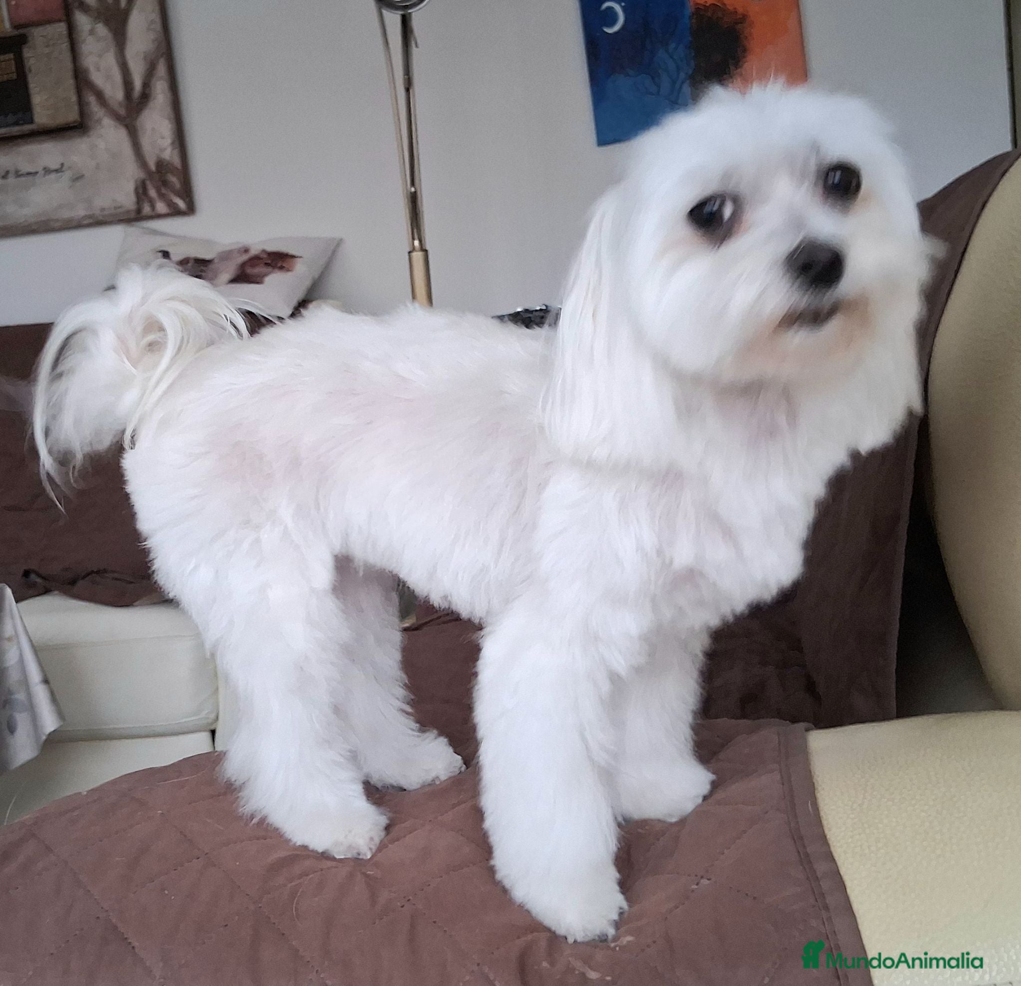 Bichón Maltés perros Bichón Maltés macho y hembra - Anuncio 1