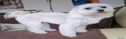 Bichón Maltés perros en venta: Bichón Maltés macho y hembra - Anuncio 1
