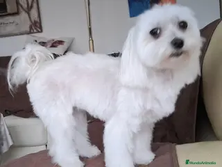 Bichón Maltés perros Bichón Maltés macho y hembra - Anuncio 1