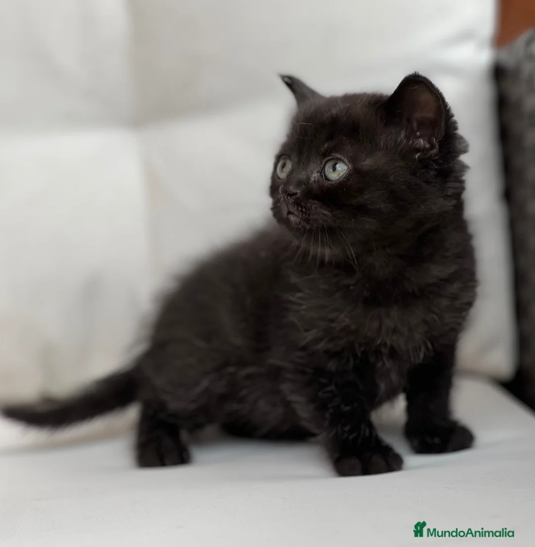 Británico de Pelo Corto gatos en venta: PRECIOSO BRITISH SHORTHAIR NEGRO - Anuncio 4