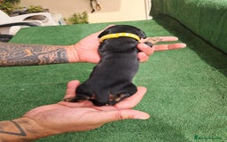 Teckel Miniatura perros en venta: Teckel Miniatura  - Imagen 29