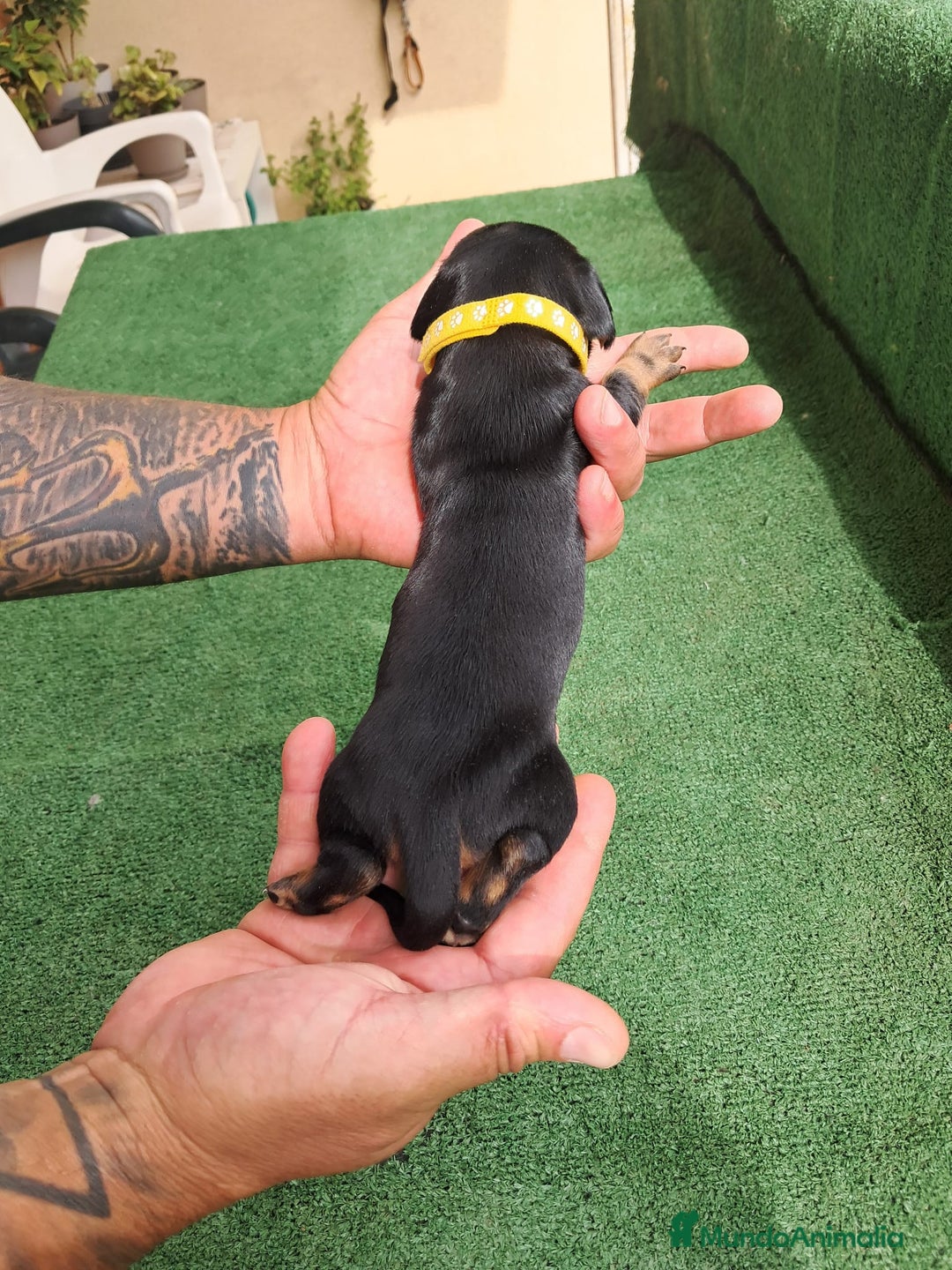 Teckel Miniatura perros en venta: Teckel Miniatura  - Imagen 29