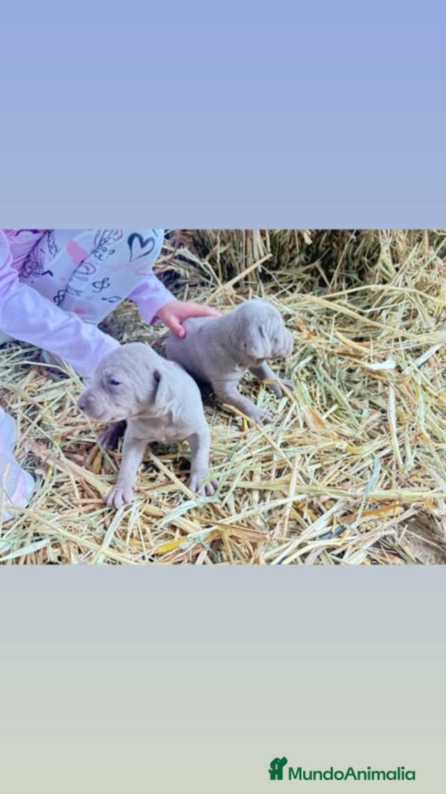 Weimaraner perros Disponible dos hembras de Braco de Weimar. - Anuncio 1
