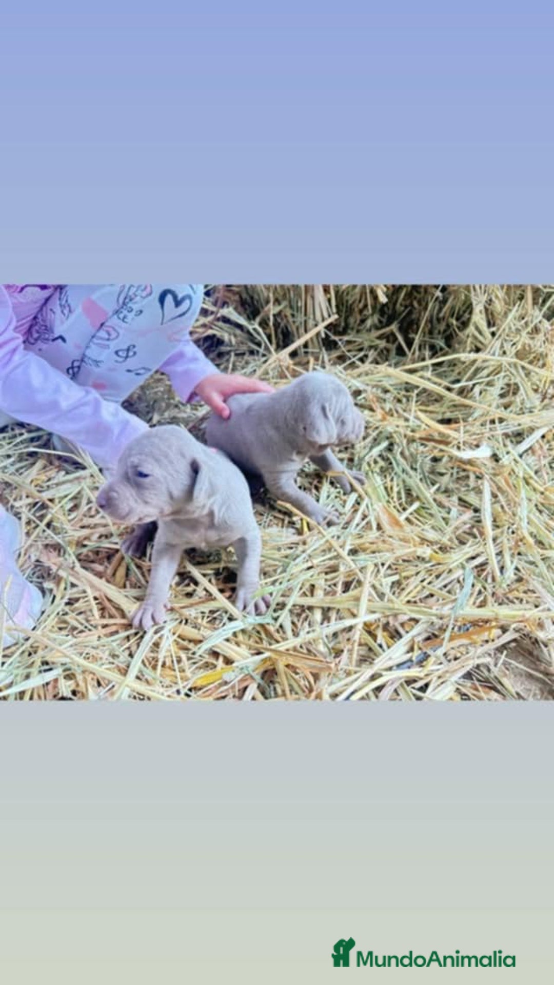 Weimaraner perros en venta: Disponible dos hembras de Braco de Weimar. - Anuncio 1