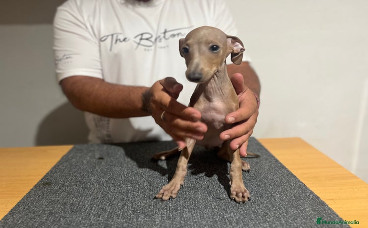 Pequeño Lebrel Italiano perros - Anuncio 1