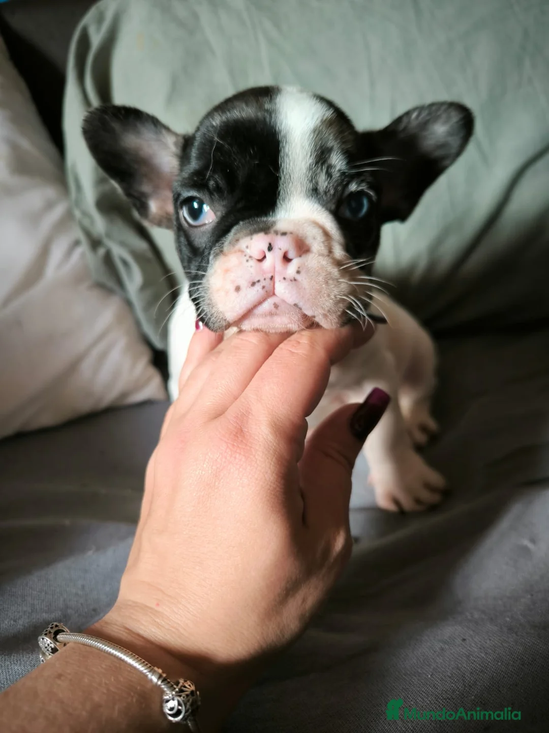 Bulldog Francés perros en venta: BULLDOG FRANCÉS MERLE en Madrid - Anuncio 6