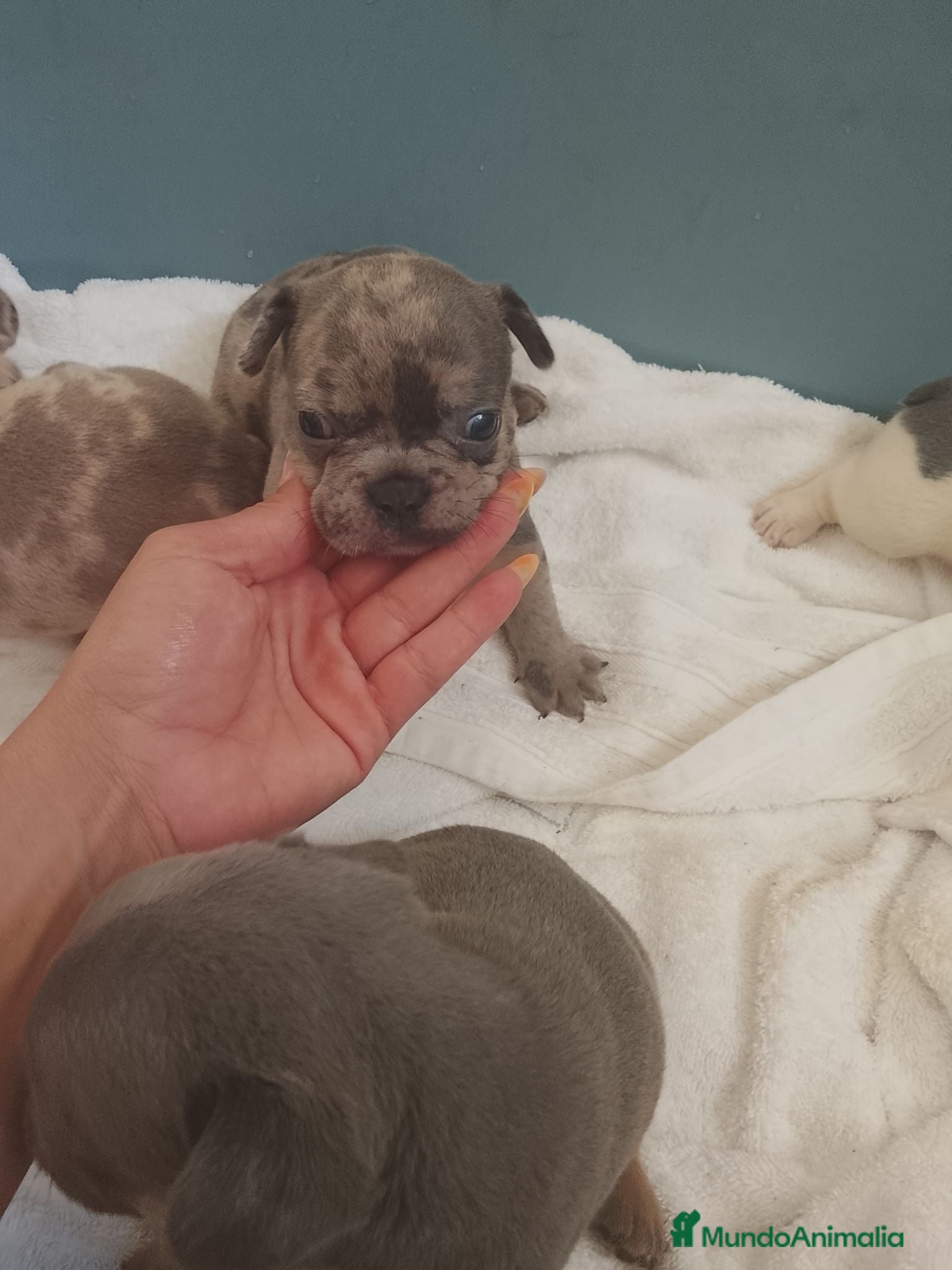 Bulldog Francés perros Bulldog francés  - Anuncio 1