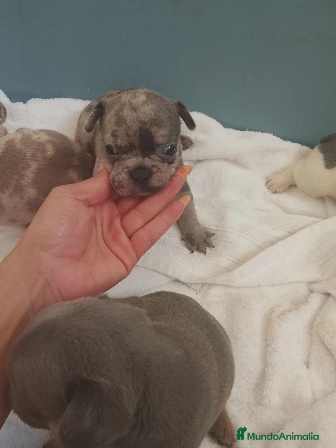 Bulldog Francés perros en venta: Bulldog francés  - Anuncio 1
