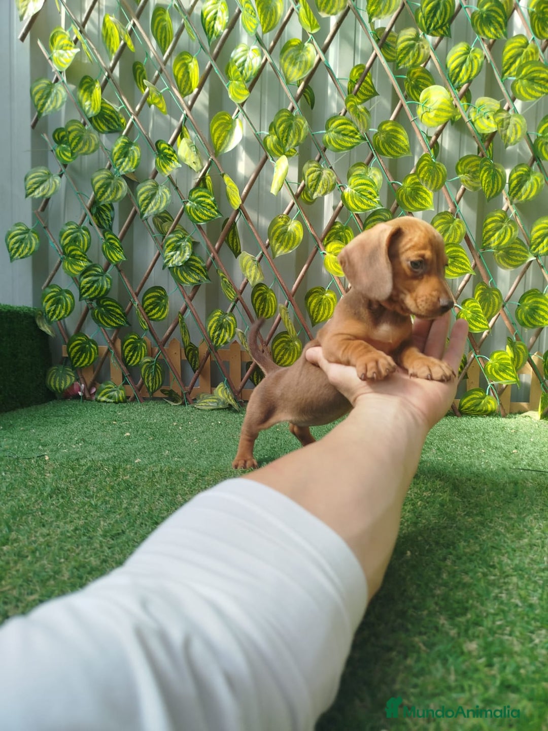 Teckel Miniatura perros en venta: Teckels kanichen  - Anuncio 3