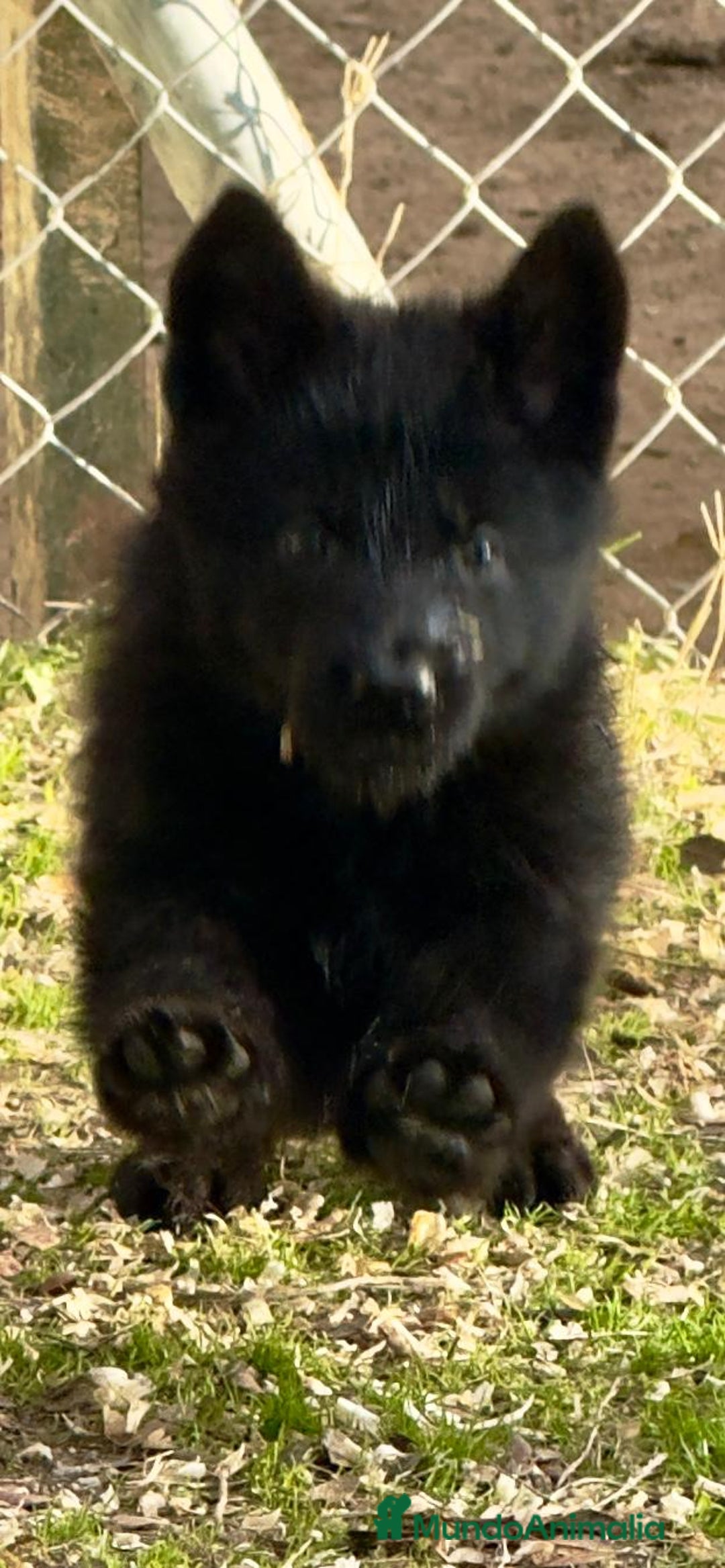 Pastor Alemán perros en venta: Pastores alemanes belleza , 100% líneas alemanas - Anuncio 12