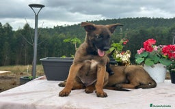 Pastor Belga Malinois perros en venta: Pastor belga malinois. Precio real en Cantabria - Imagen 4