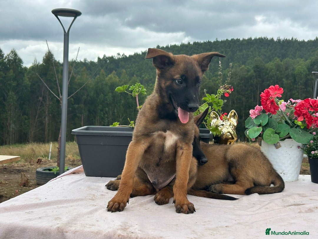 Pastor Belga Malinois perros en venta: Pastor belga malinois. Precio real en Cantabria - Imagen 4