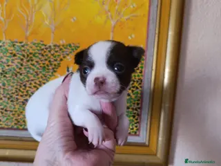 Chihuahua perros CHIHUAHUA TOY EXCLUSIVO - Anuncio 1