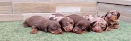Teckel Miniatura perros en venta: Teckel kaninchen  - Anuncio 2