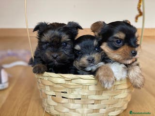 Yorkshire Terrier perros YORKSHIRE TOY //// MEJOR SELECCIÓN !!!! en Badajoz - Anuncio 25