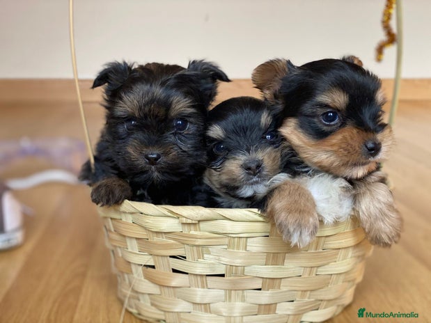 Yorkshire Terrier perros en Badajoz - Anuncio 4
