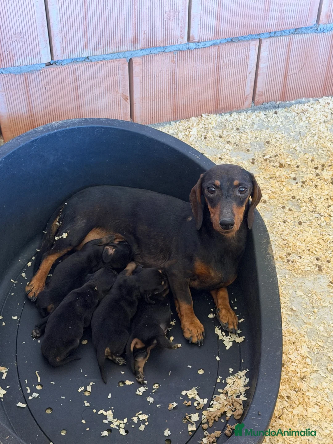 Teckel Miniatura perros en venta: Teckel mini  - Anuncio 1