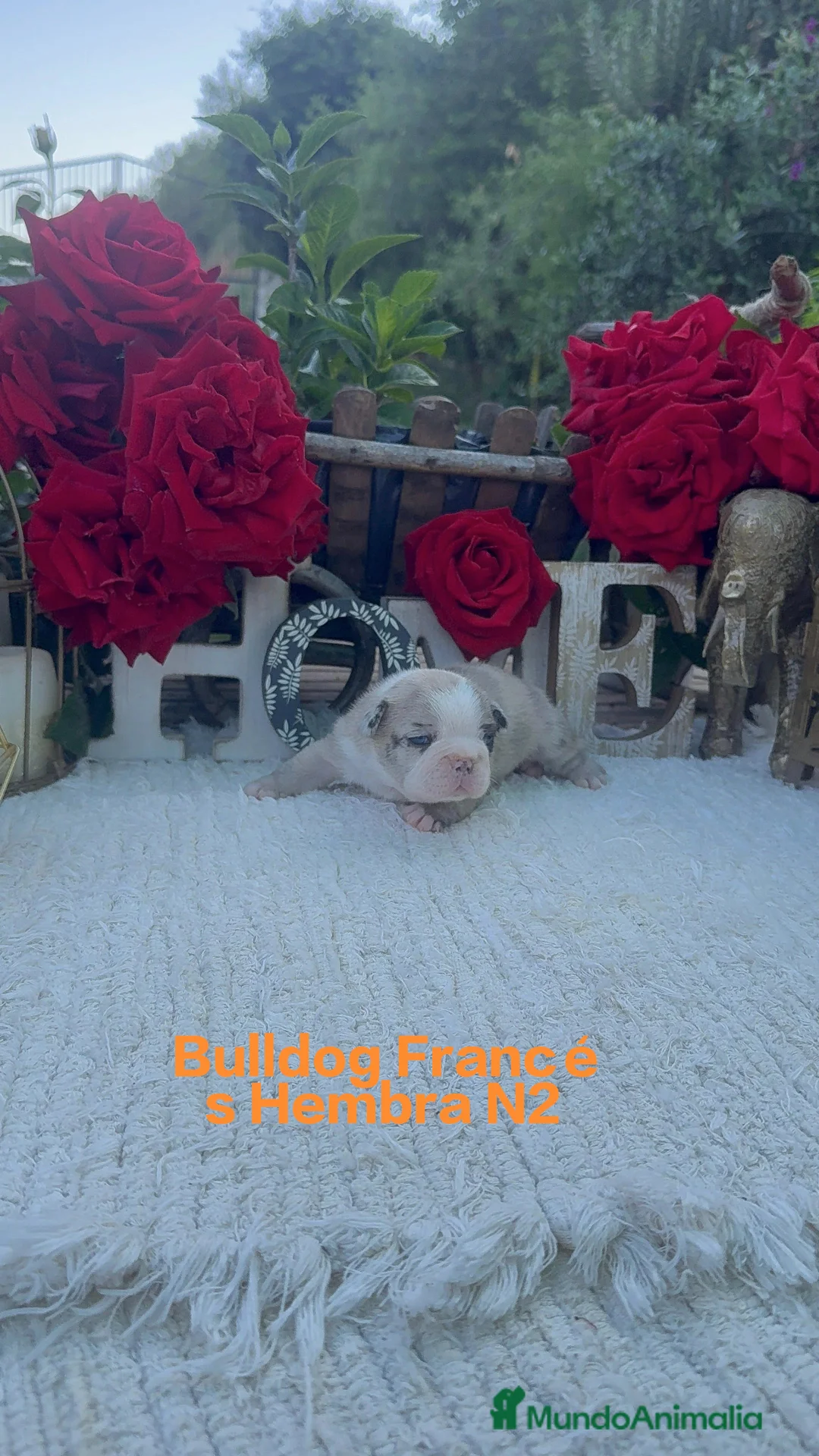 Bulldog Francés perros en venta: Bulldog Francés Preciosa Hembra Merle  - Anuncio 2