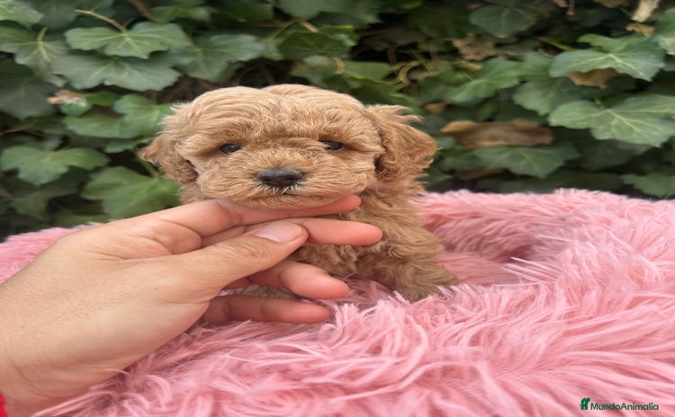 Caniche Toy perros - Anuncio 2