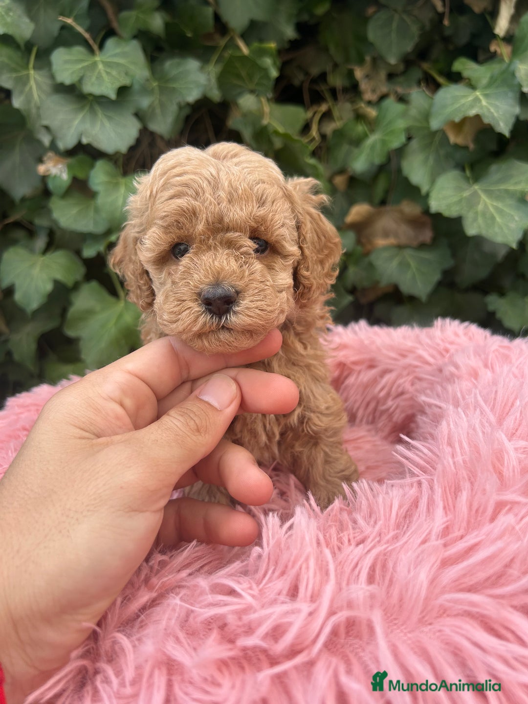 Caniche Toy perros en venta: caniche  - Imagen 1
