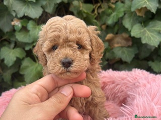 Caniche Toy perros - Anuncio 26