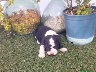 Perro de Agua Español perros Preciosos Perros de agua - Anuncio 1