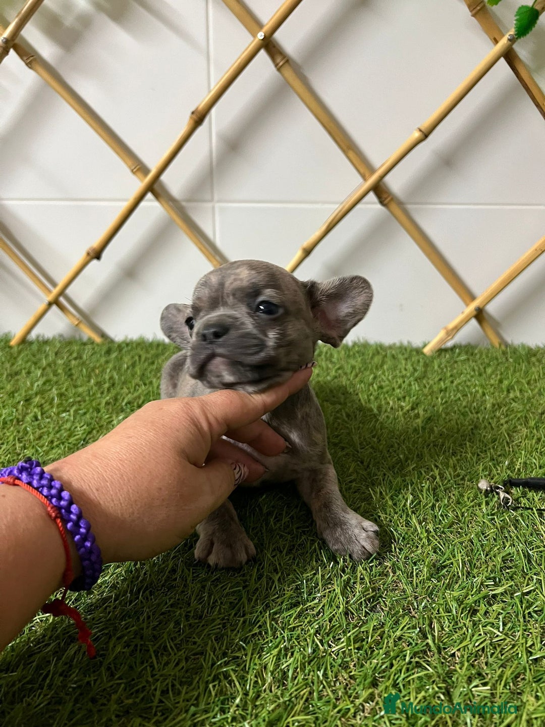 Bulldog Francés perros en venta: BULLDOG FRANCES MERLE Y BLUE - Imagen 3