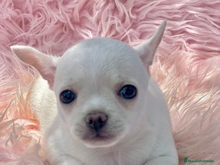 Chihuahua perros - Anuncio 4