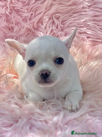 Chihuahua perros - Anuncio 2