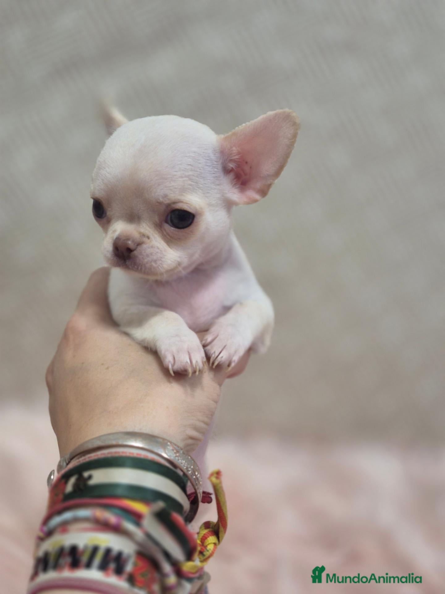 Chihuahua perros Chihuahuas - Anuncio 4