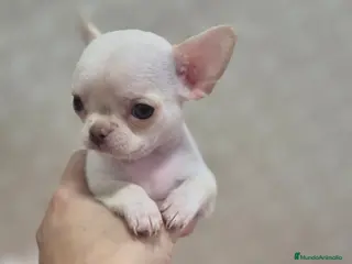 Chihuahua perros Chihuahuas - Anuncio 1