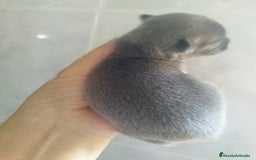 Chihuahua perros en venta: CHIHUAHUAS BLUE TOYS - Imagen 6
