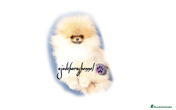 Pomerania perros en venta: Pomerania ositos exóticos 🩵🩵🩵 - Imagen 2