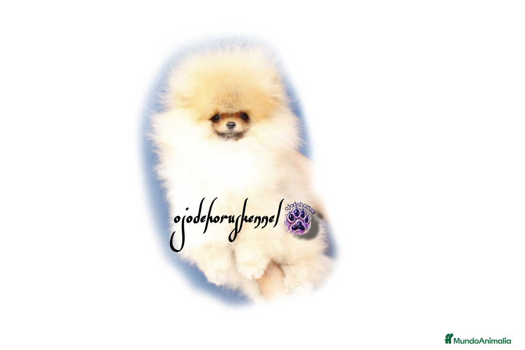 Pomerania perros en venta: Pomerania ositos exóticos 🩵🩵🩵 - Imagen 2