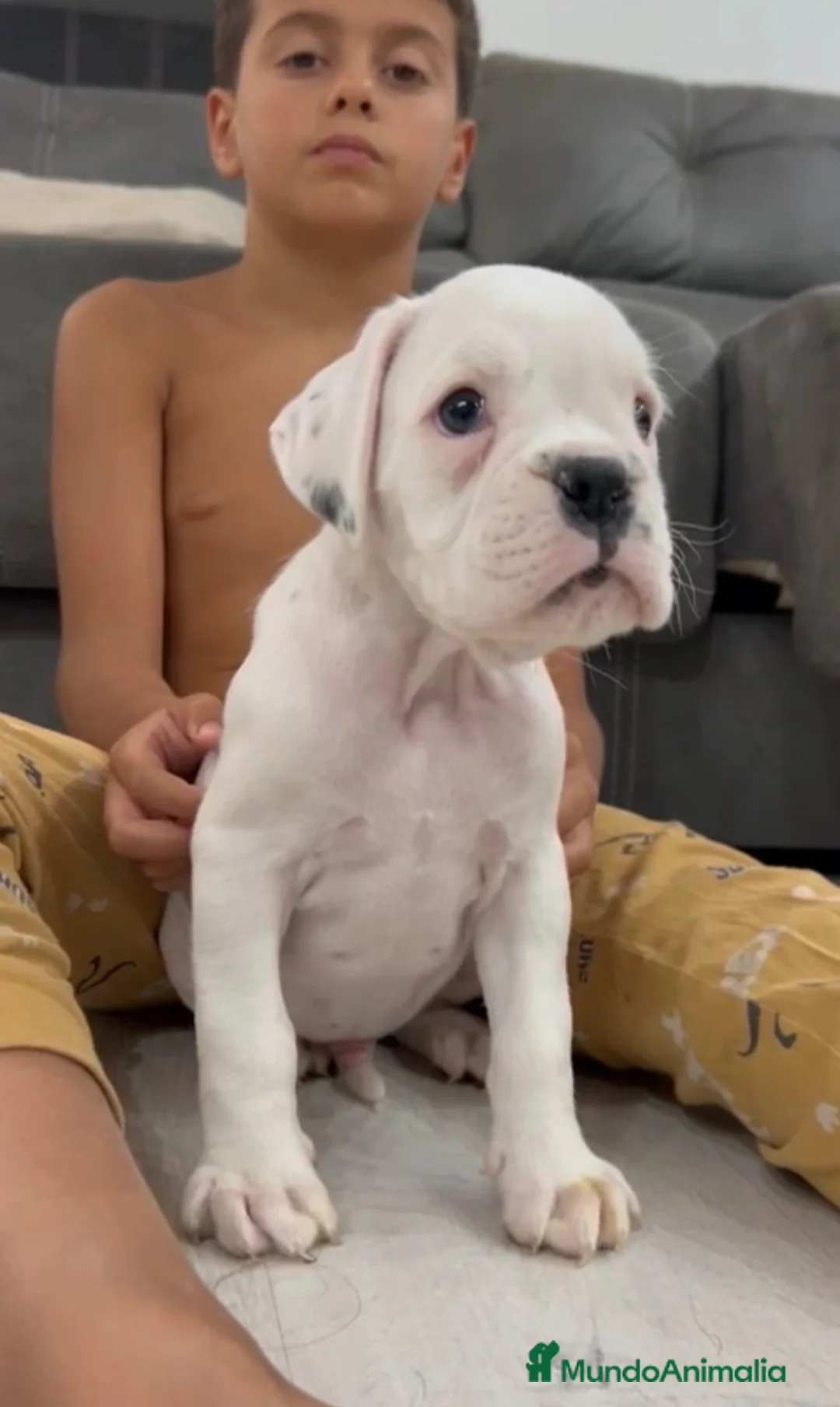 Boxer perros en venta: Boxer blanco - Anuncio 1