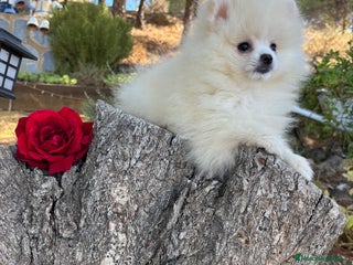 Pomerania perros - Anuncio 32