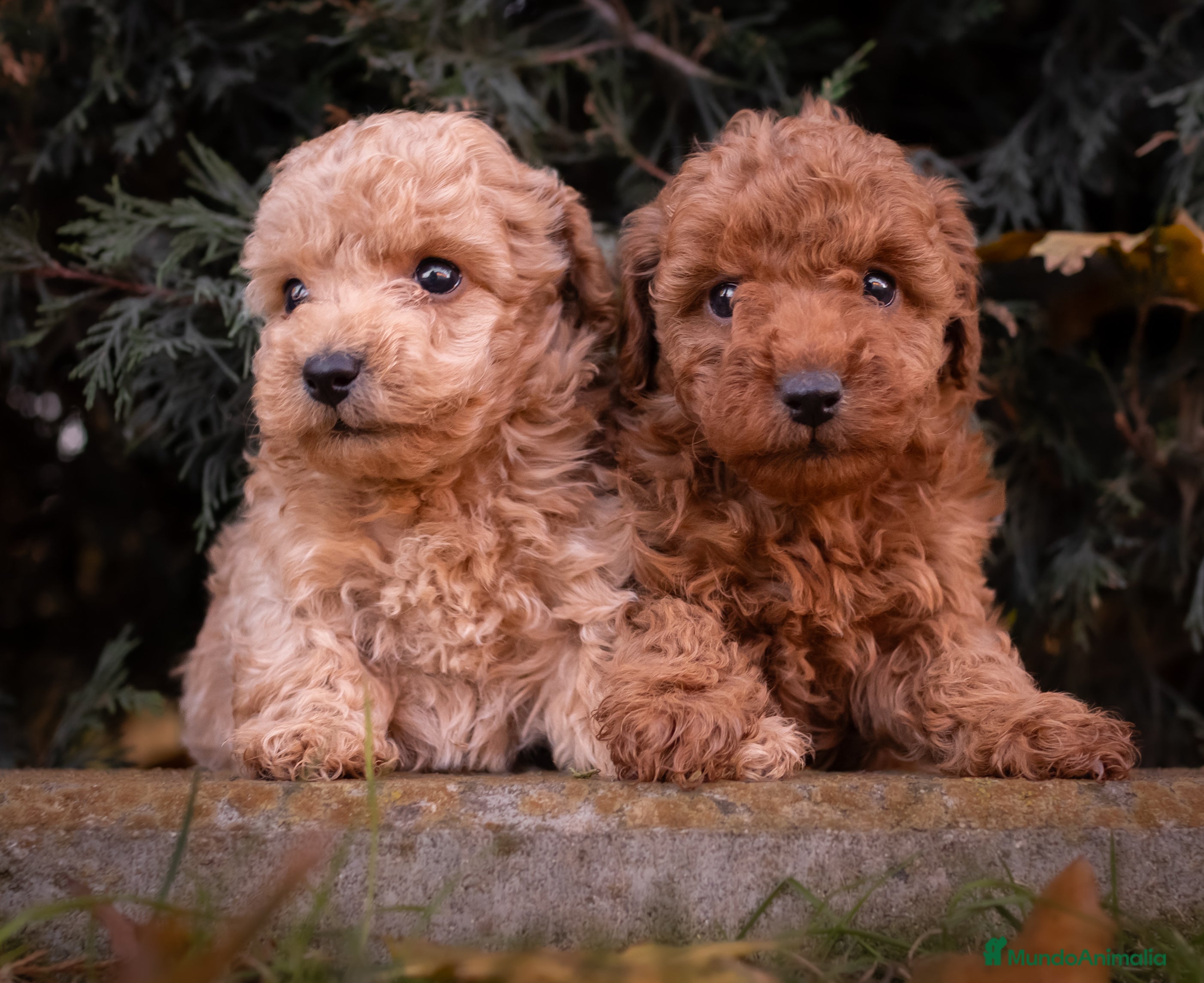 Caniche Toy perros Caniche Apricot  - Anuncio 2