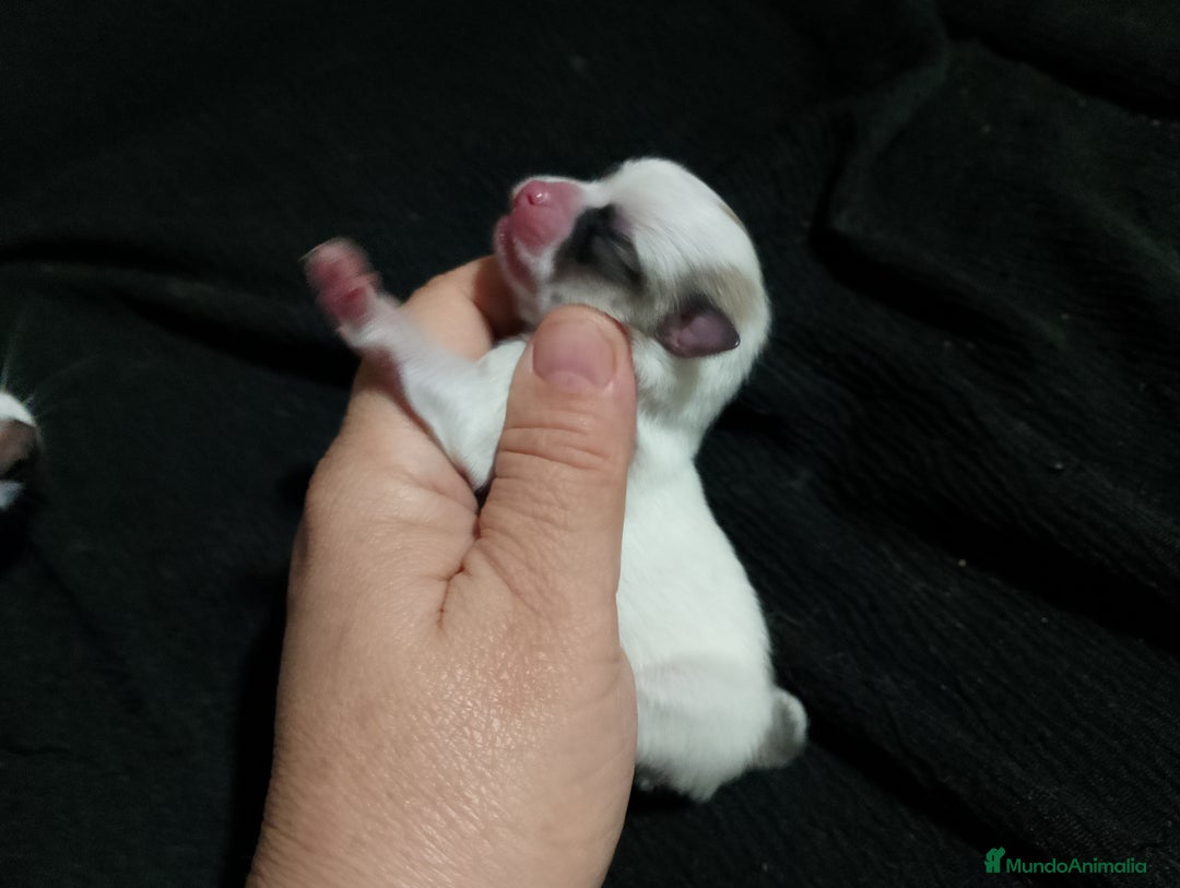 Chihuahua perros en venta: Última hembra de chihuahua preciosa  - Imagen 5